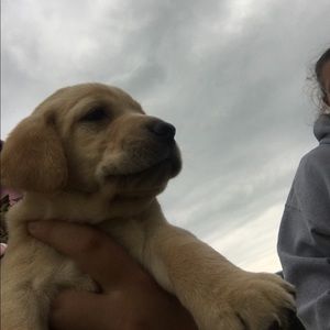 Meet your Posher, Lorraine